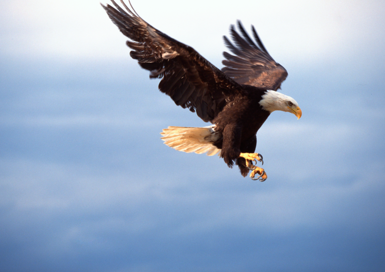 Bald eagle flying
